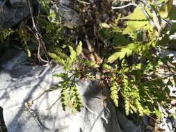 Image of Chrysactinia pinnata S. Wats.