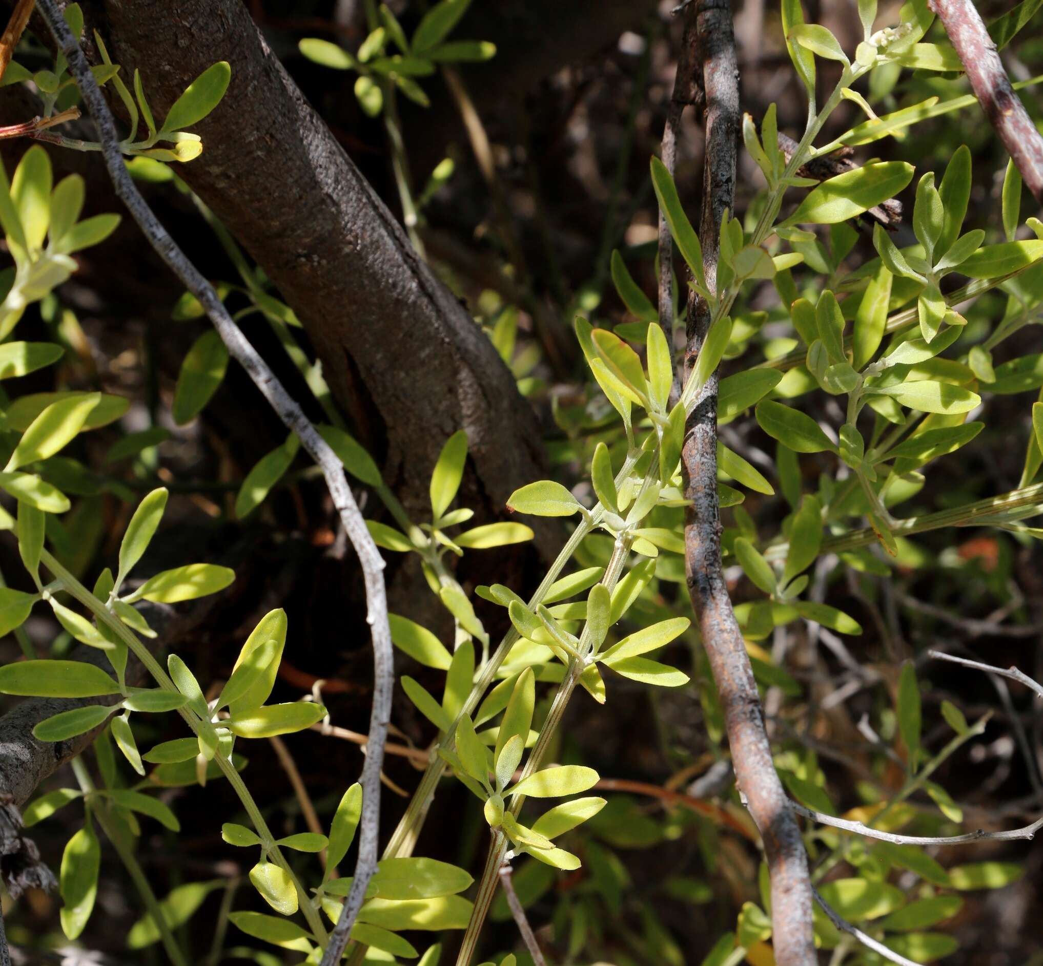 Sivun Chenopodium baccatum Labill. kuva