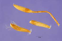 Image of littleleaf mountain mahogany