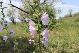 Image of hollyhock