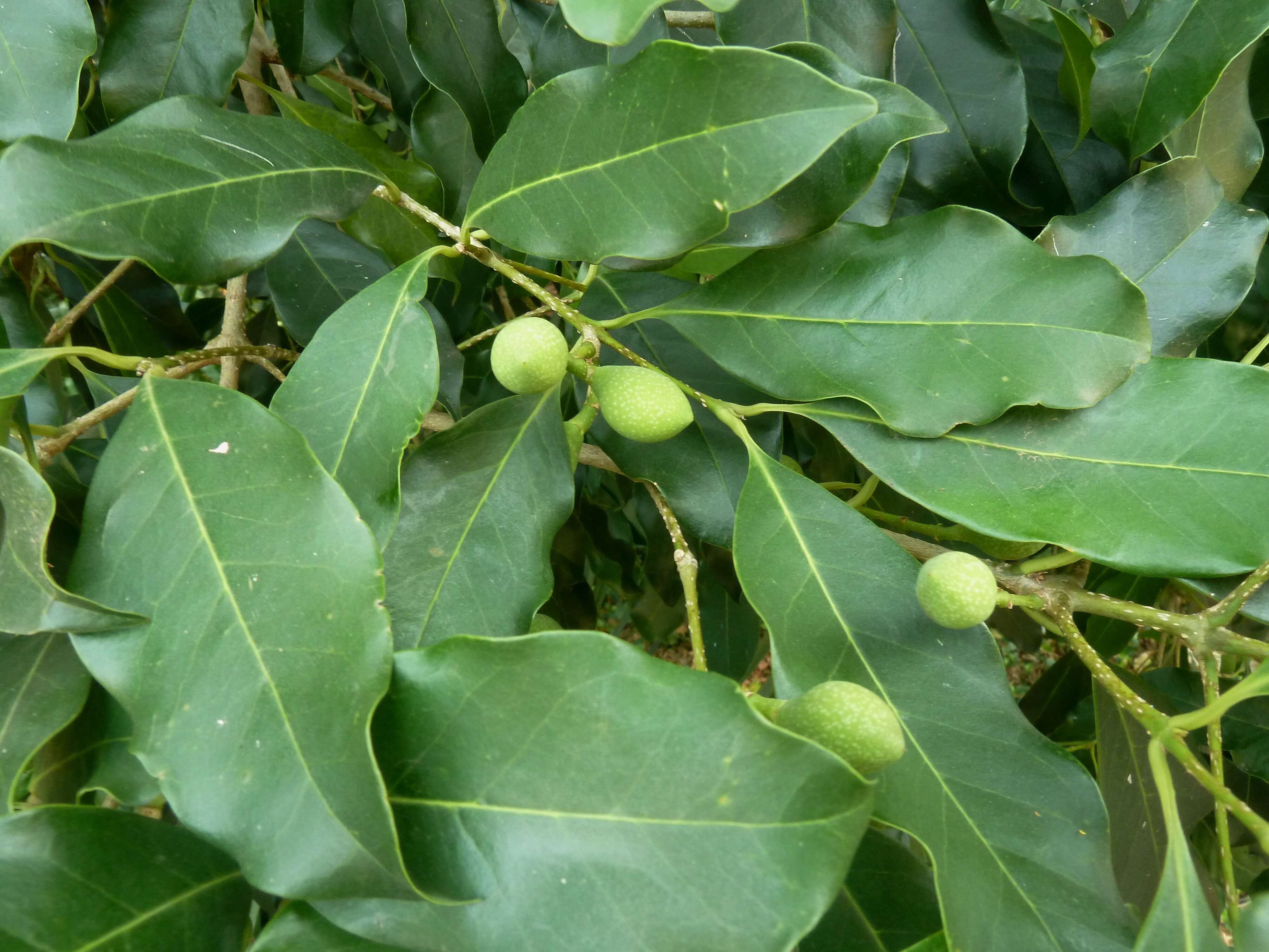 Image of Noronhia foveolata (E. Mey.) Hong-Wa & Besnard