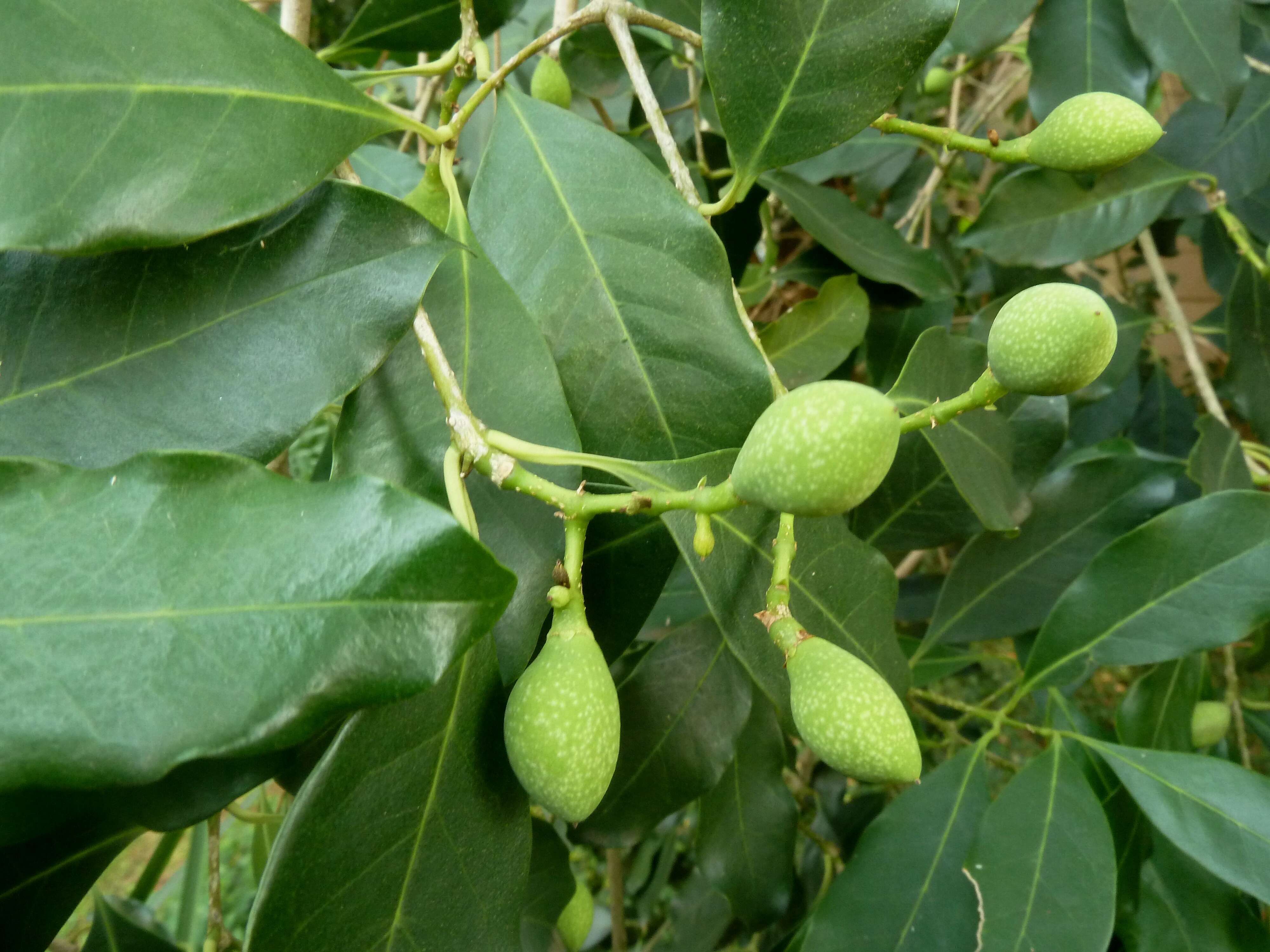 Image of Noronhia foveolata (E. Mey.) Hong-Wa & Besnard