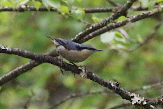 Image of Chestnut-vented Nuthatch