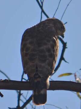 Plancia ëd Buteo platypterus (Vieillot 1823)