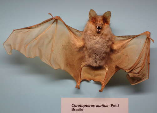 Image of big-eared woolly bat