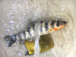 Image of Banded leporinus