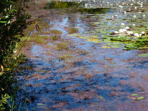 Image of Hairy-Leaf Rush