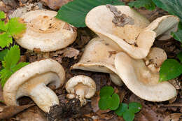 Image of Lactarius illyricus Piltaver 1992