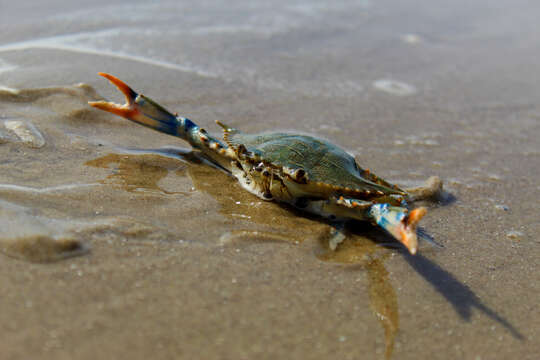 Image of blue crab