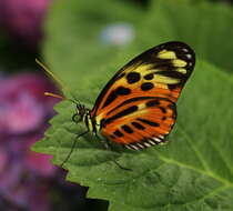 Image of Heliconius numata