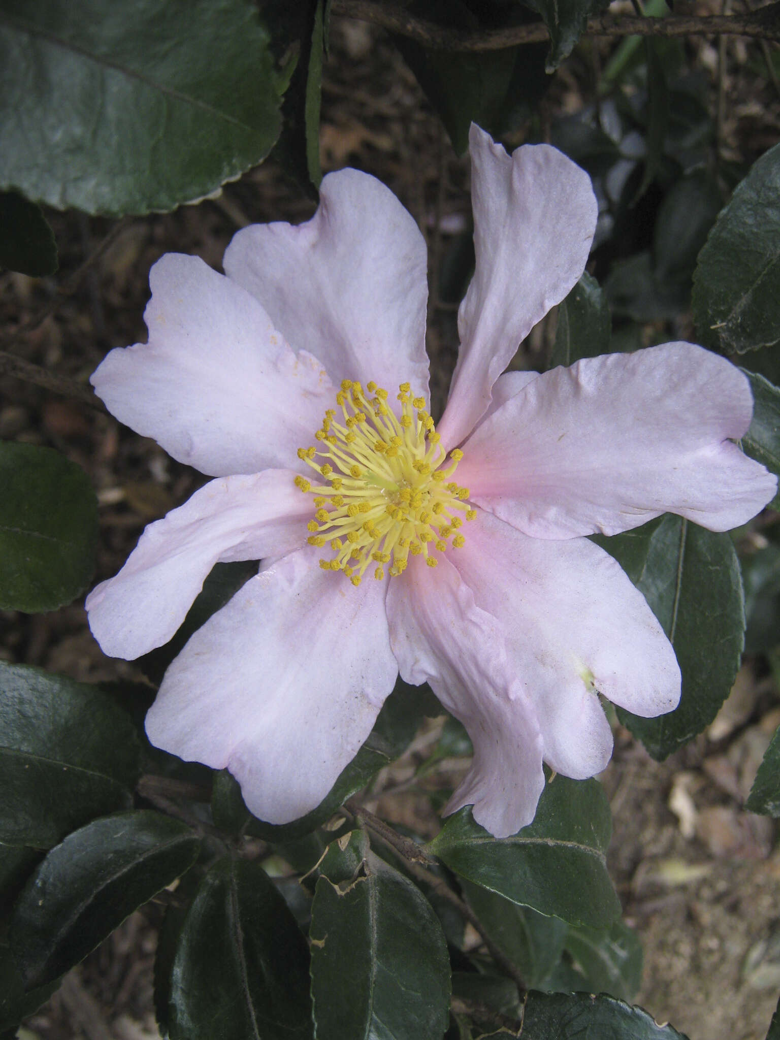 Image of Camellia sasanqua