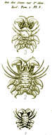 Image of Cyamidae Rafinesque 1815