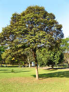 Image of Cedar