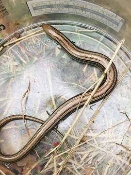 Image of Algerian Cylindrical Skink