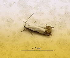 Image of Polyhymno chionarcha Meyrick 1913