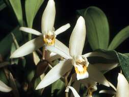 Image of Coelogyne flaccida Lindl.