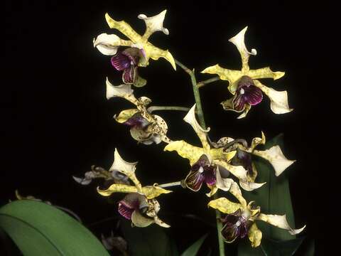 Image de Dendrobium atroviolaceum Rolfe