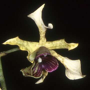 Image de Dendrobium atroviolaceum Rolfe