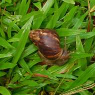 Image of Achatina fulica