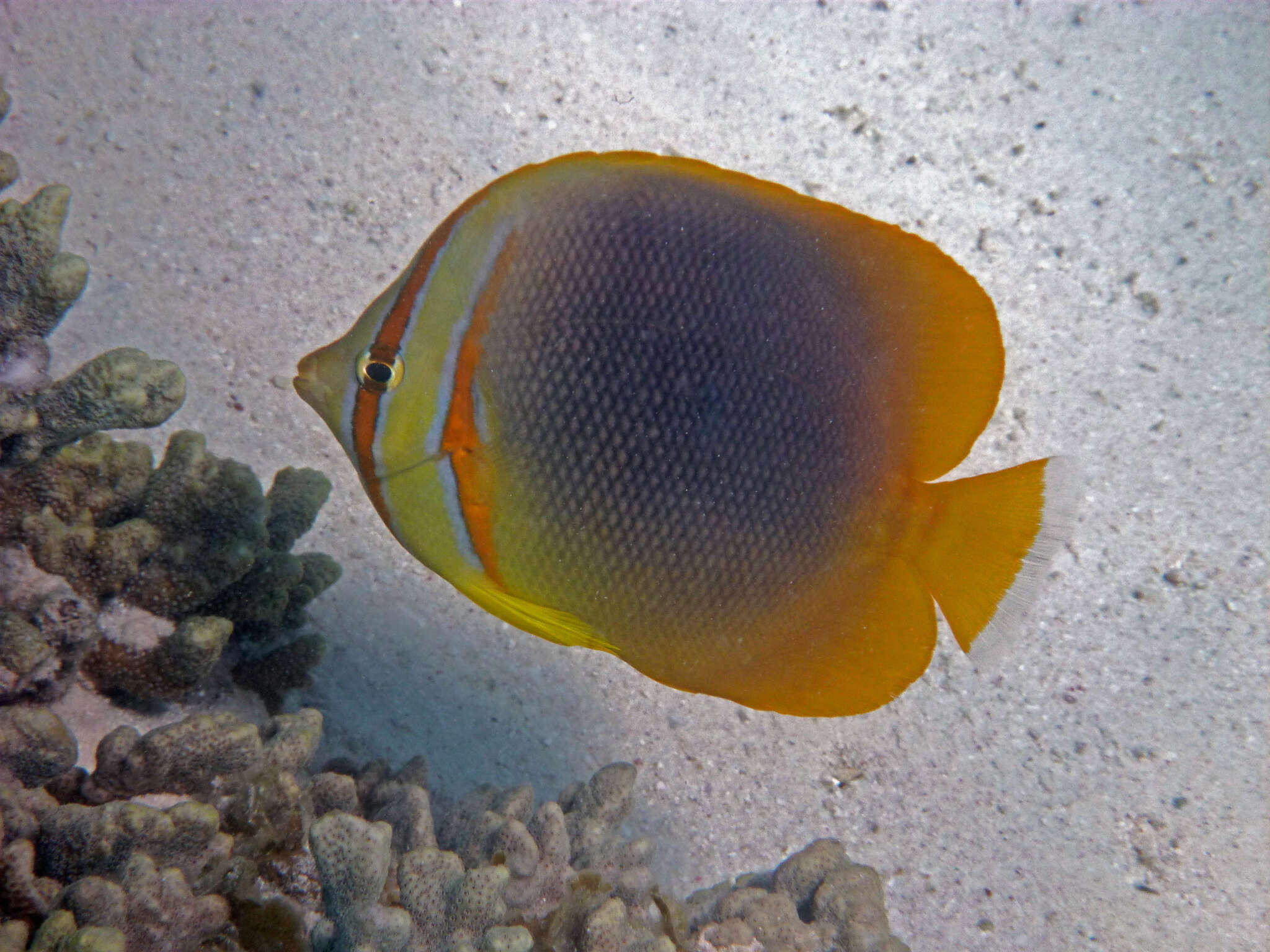 صورة Chaetodon aureofasciatus Macleay 1878