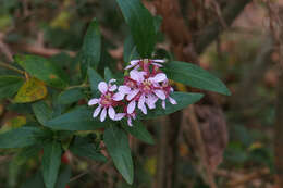 Image of Cuphea fruticosa Spreng.