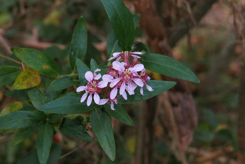 Image of Cuphea fruticosa Spreng.