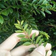 Image of Ventilago elegans Hemsl.