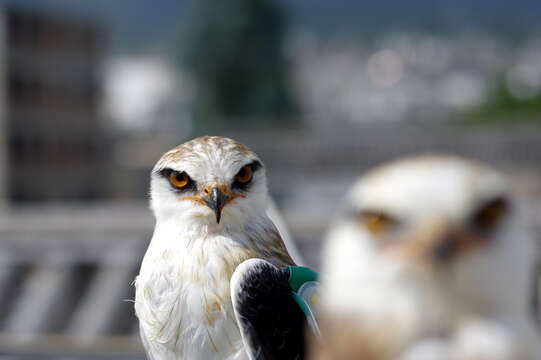 Image of Black-shouldered Kite