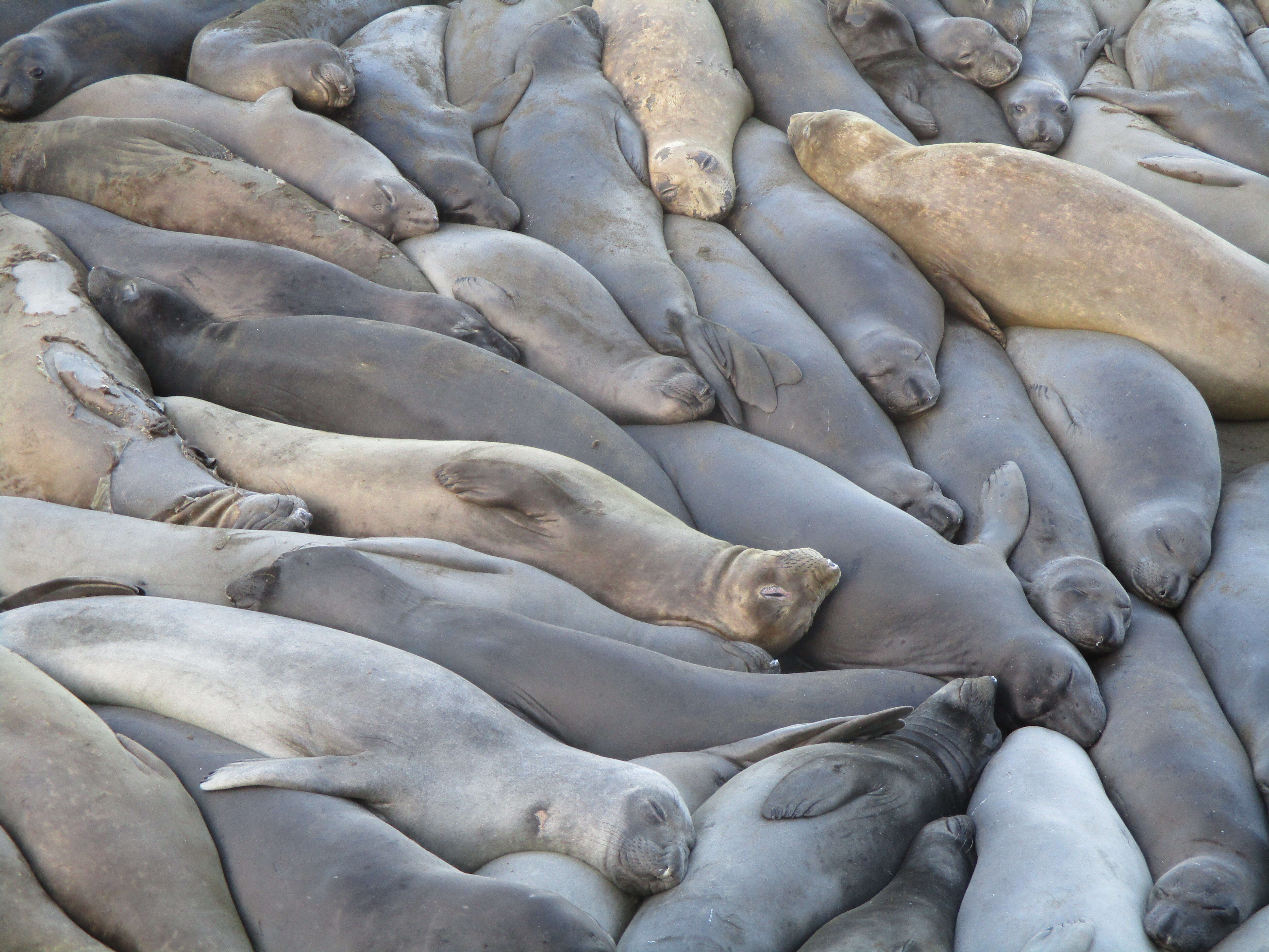 Image de Éléphant de mer du nord