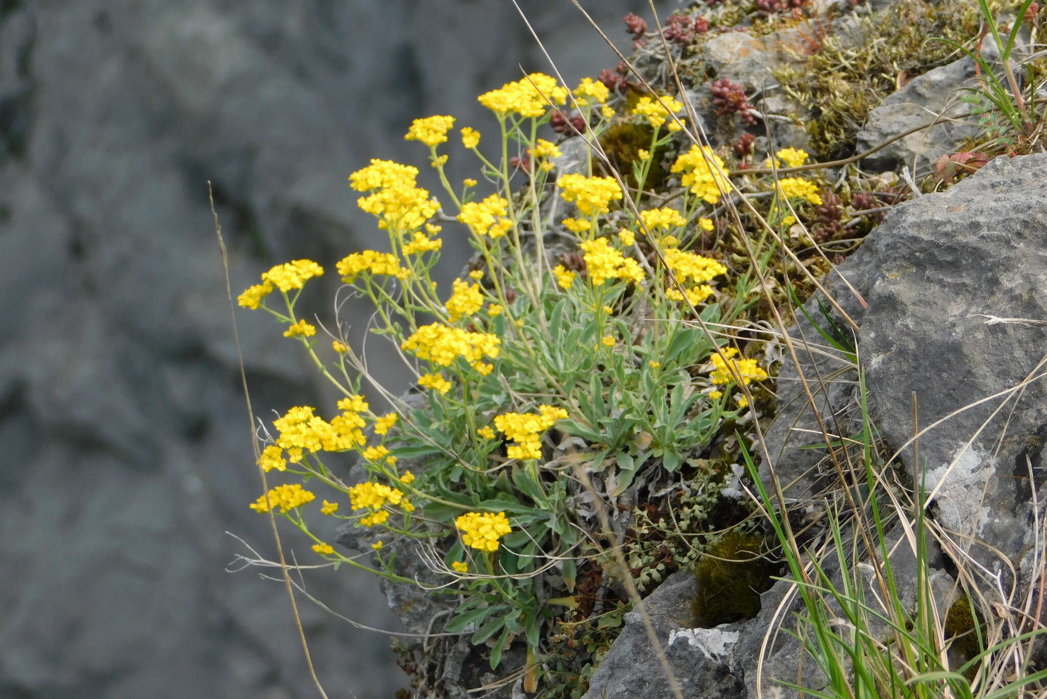 Image of Basket of Gold