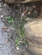 Image of Equisetum ramosissimum subsp. debile (Roxb. ex Vaucher) Hauke