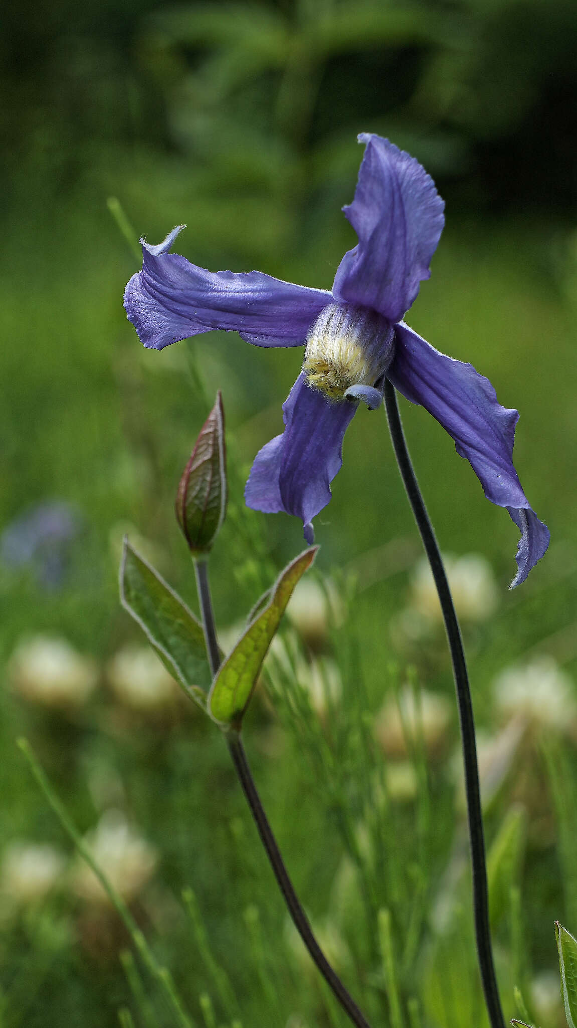 Imagem de Clematis integrifolia L.