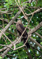 Image of Crested Honey Buzzard