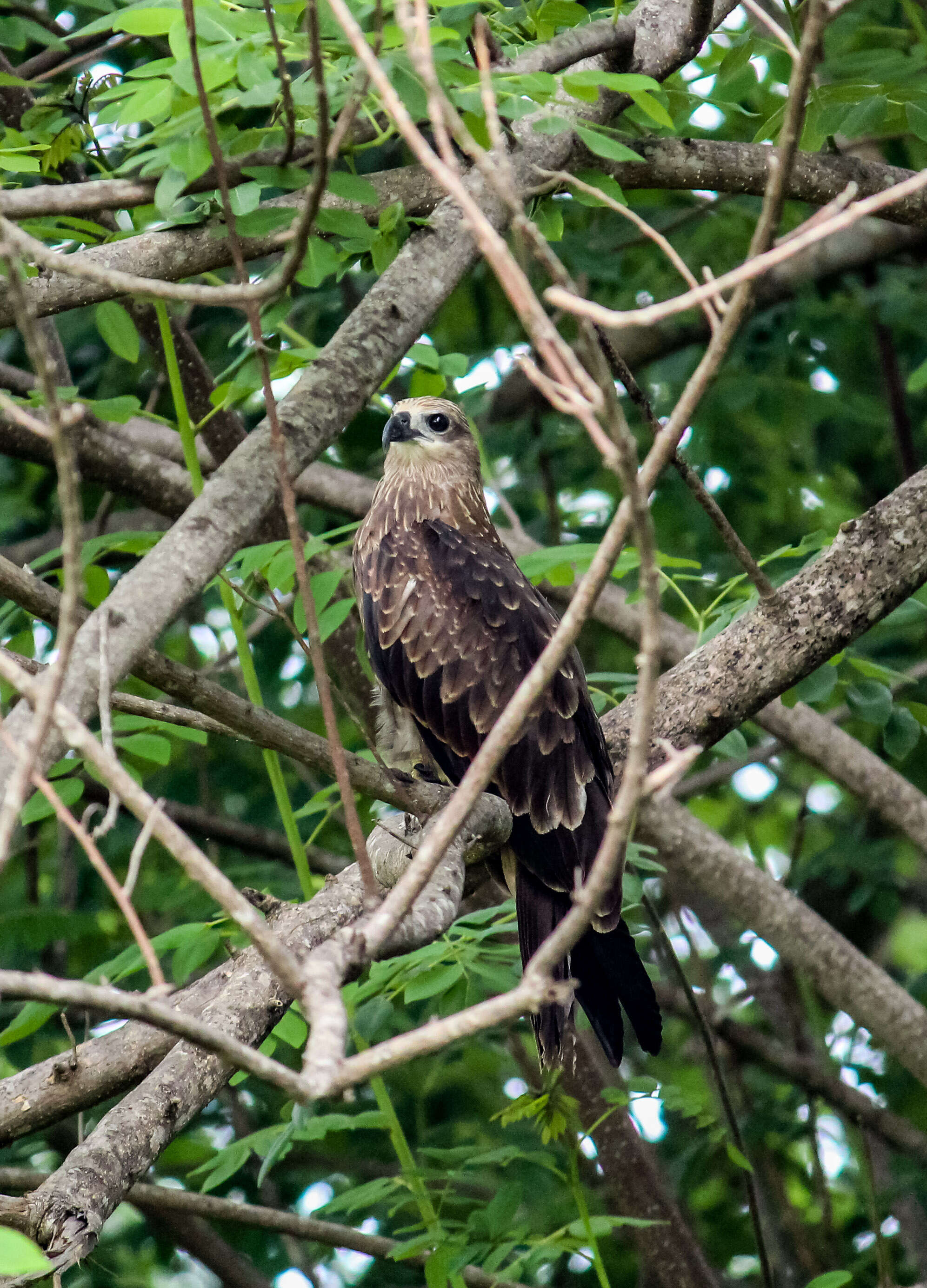 Image of Crested Honey Buzzard