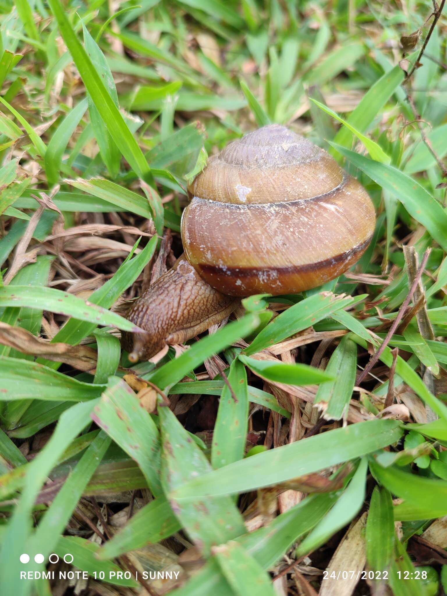 Image of Hemiplecta humphreysiana (I. Lea 1841)