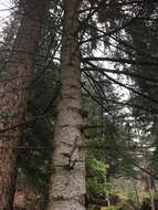 Image of Silver Fir