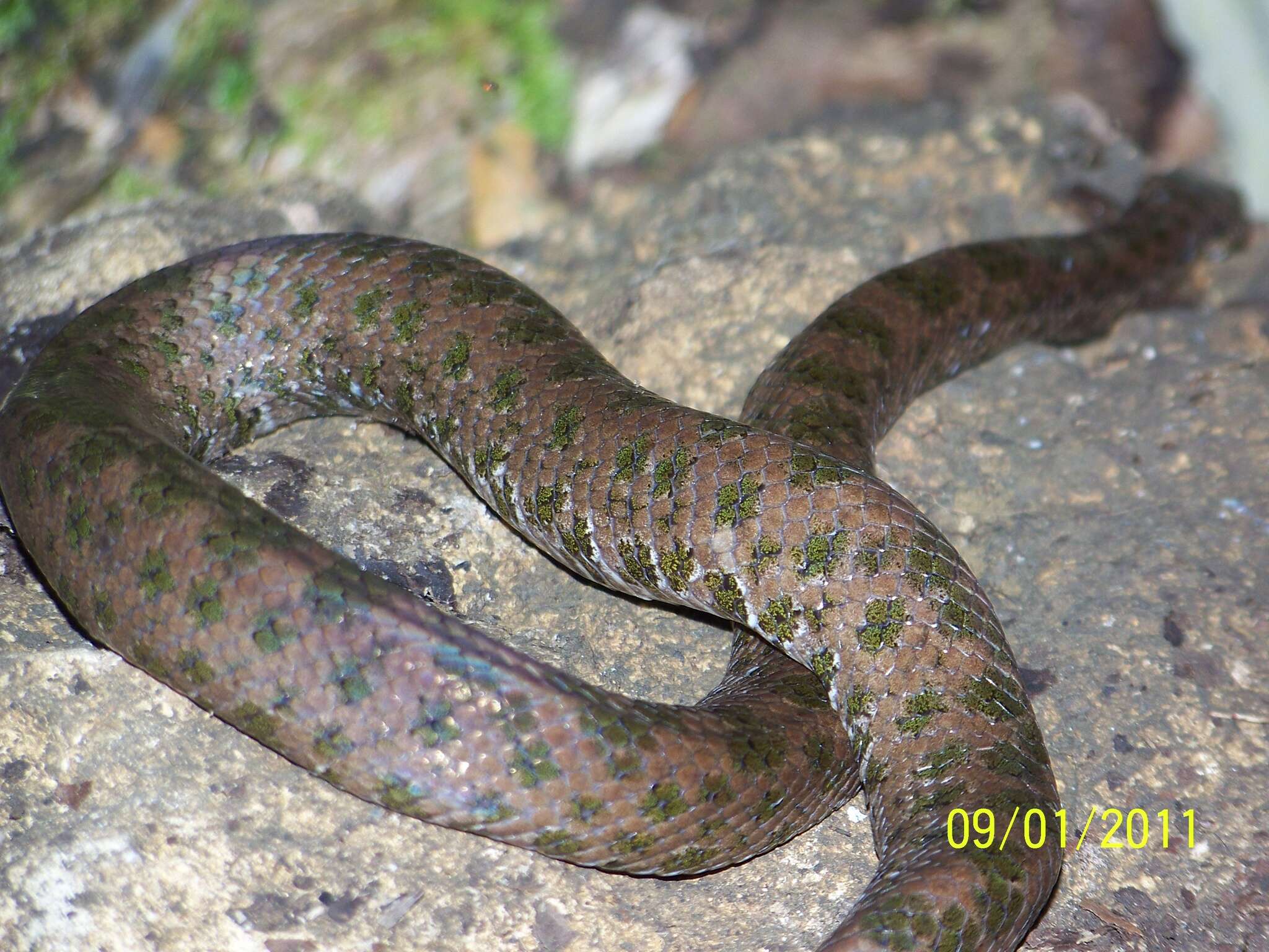 Tropidophis haetianus (Cope 1879)的圖片