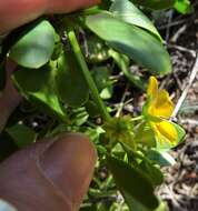 Image of Roepera apiculata (F. Müll.) Beier & Thulin