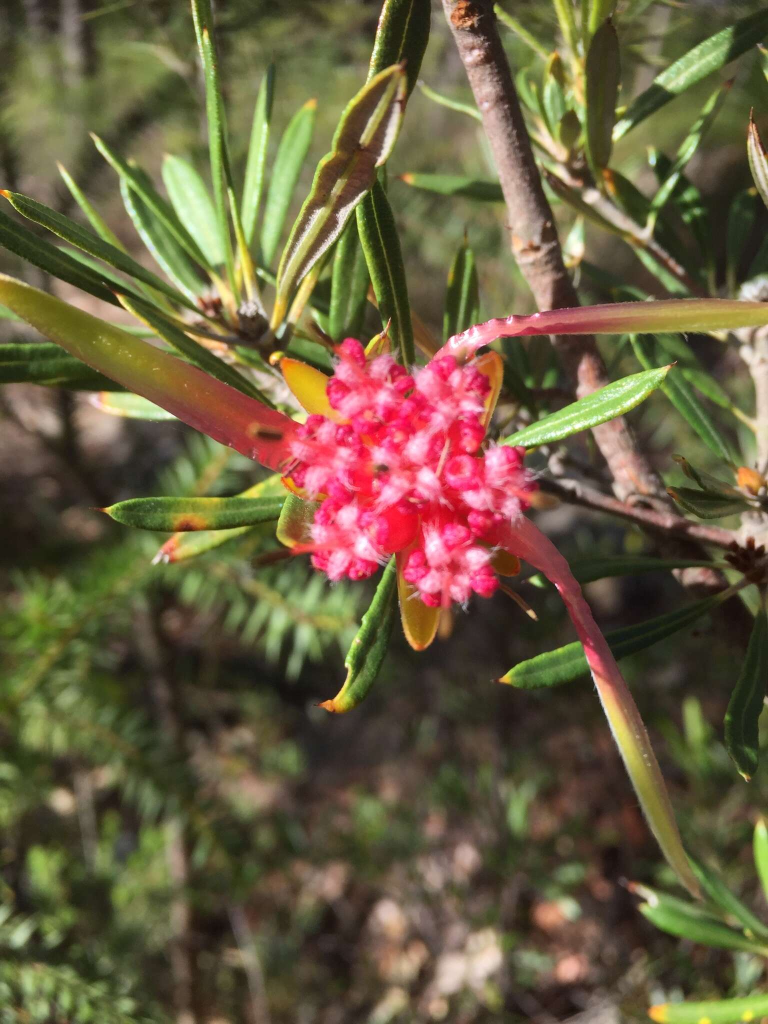 Image of Lambertia formosa Sm.