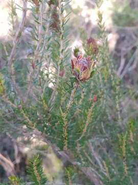 Image of Wachtliella ericina (Low 1885)