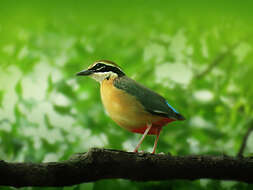 Plancia ëd Pitta brachyura (Linnaeus 1766)