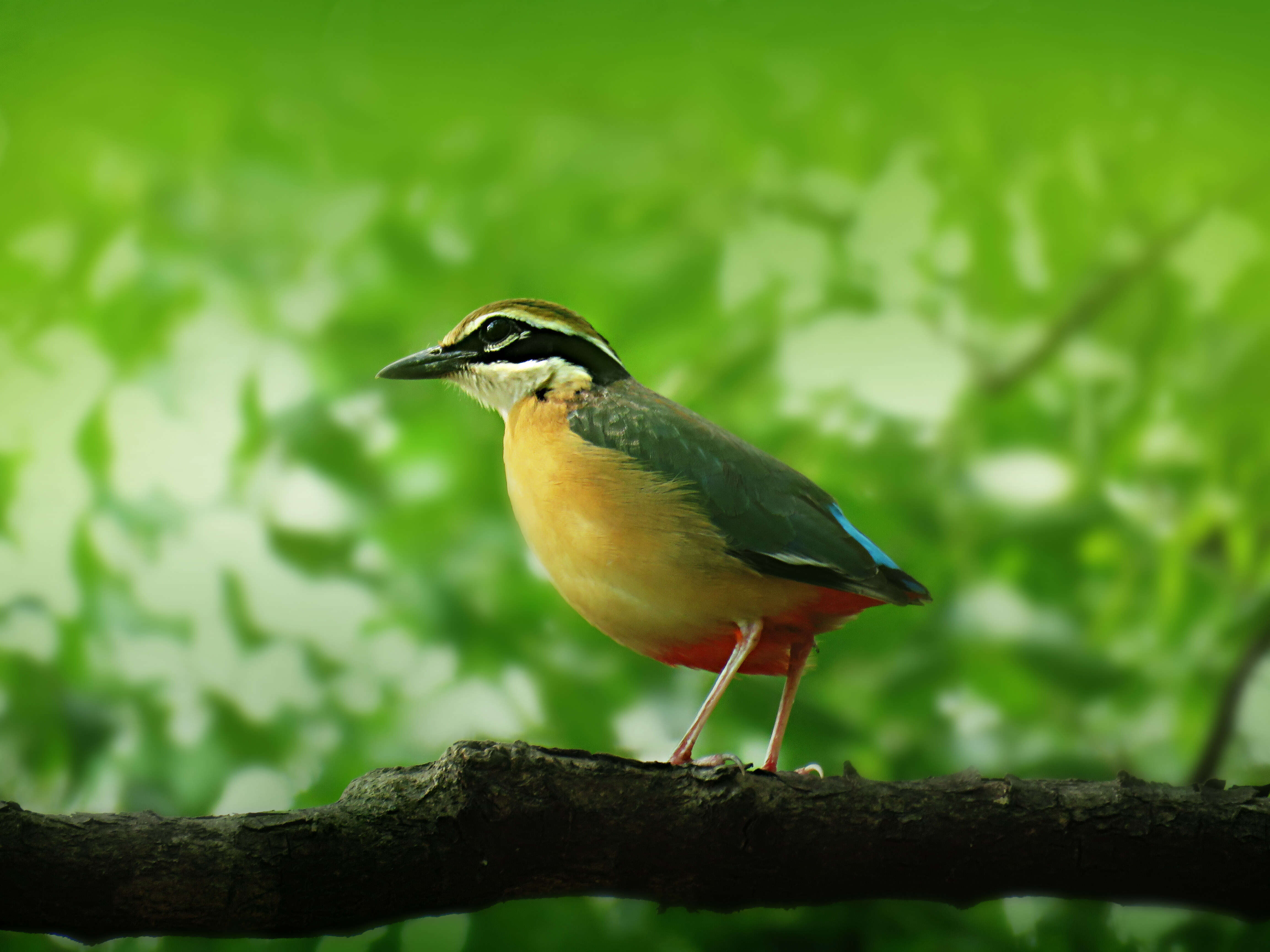 Plancia ëd Pitta brachyura (Linnaeus 1766)