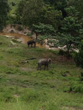 Image of Sumatran Elephant