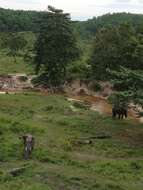 Image of Sumatran Elephant