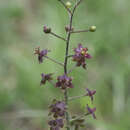 Image of Veratrum maackii var. maackii