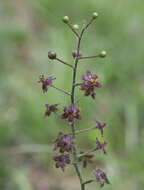 Image of Veratrum maackii var. maackii