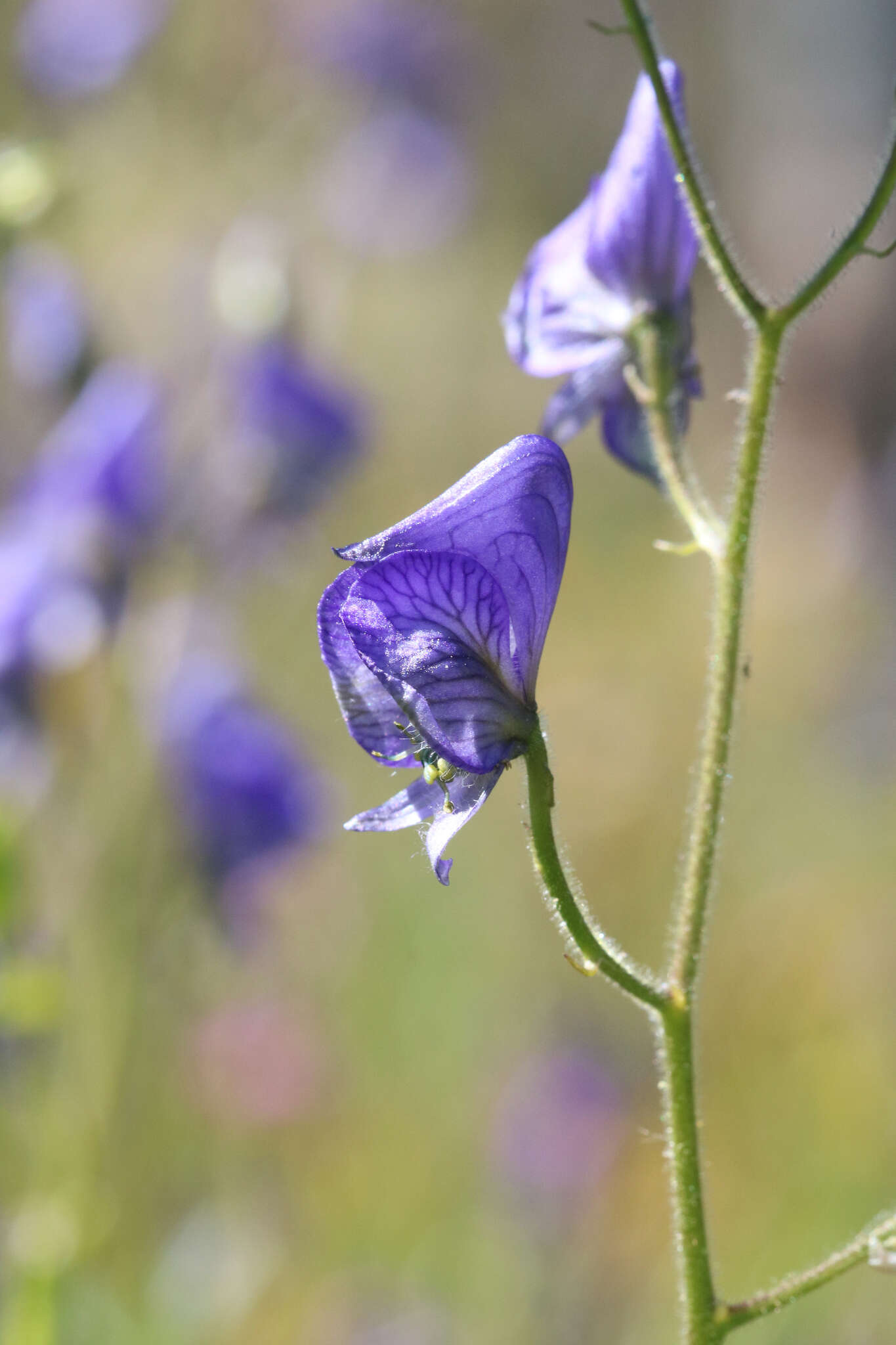 Sivun Aconitum columbianum subsp. columbianum kuva