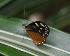 Image of <i>Pteronymia picta notilla</i>