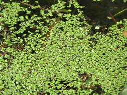 Image of Common Duckweed