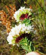 Image of Agathosma bifida (Jacq.) Bartl. & Wendl. fil.